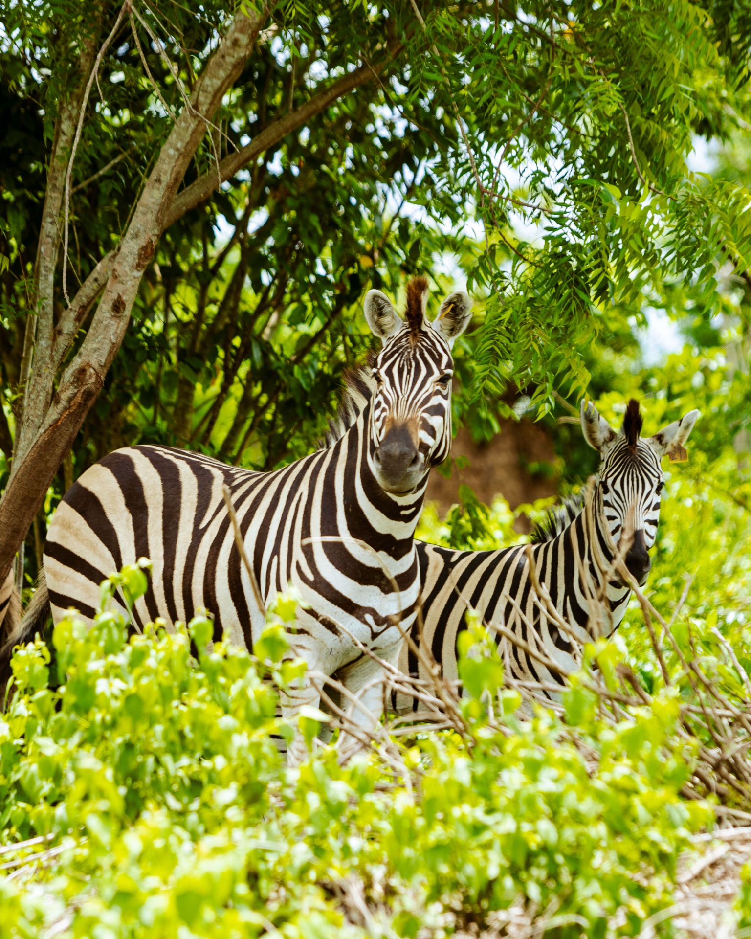 Zebras