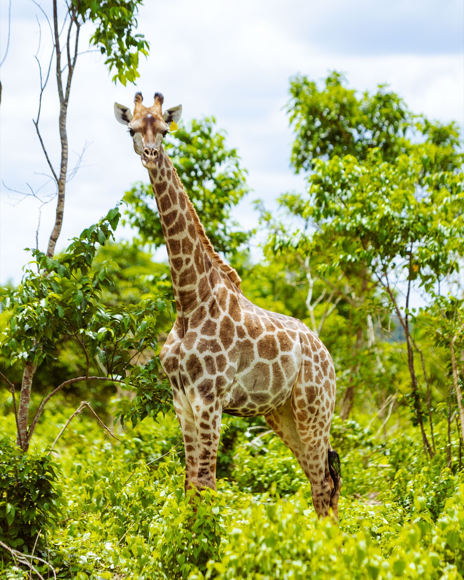 Giraffes